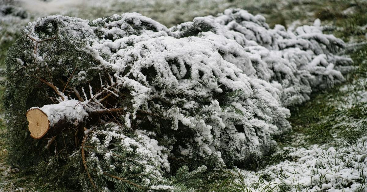 A snow covered Christmas tree